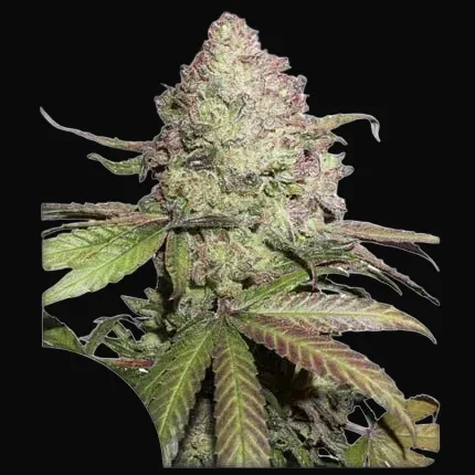 CBD Auto Charlotte’s Angel