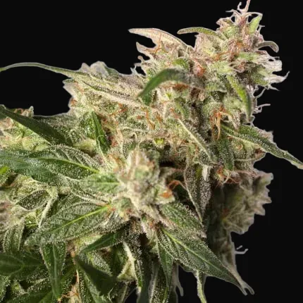 CBD Auto Charlotte’s Angel