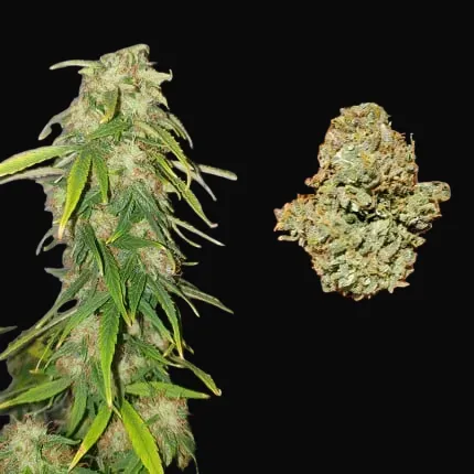 CBD Auto Charlotte’s Angel