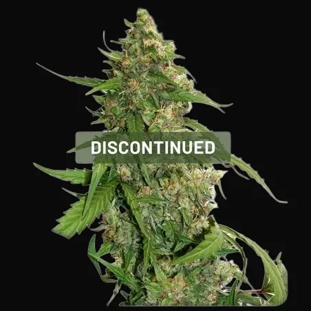CBD Auto Compassion Lime