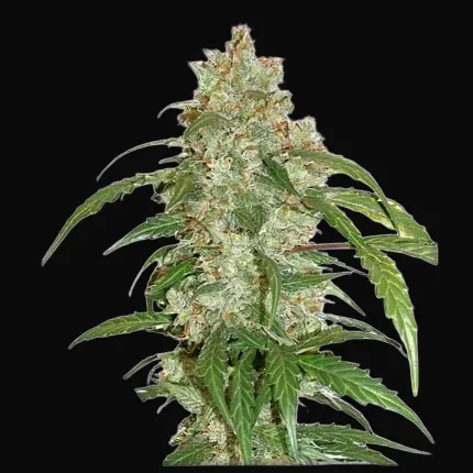 CBD Auto White Widow