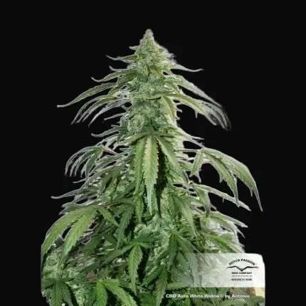CBD Auto White Widow