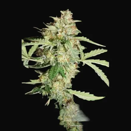 CBD Auto White Widow