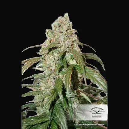 CBD Auto White Widow