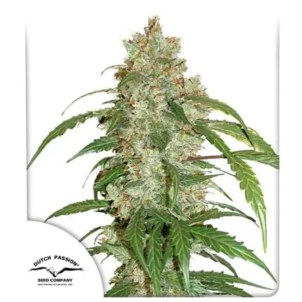 CBD Auto White Widow