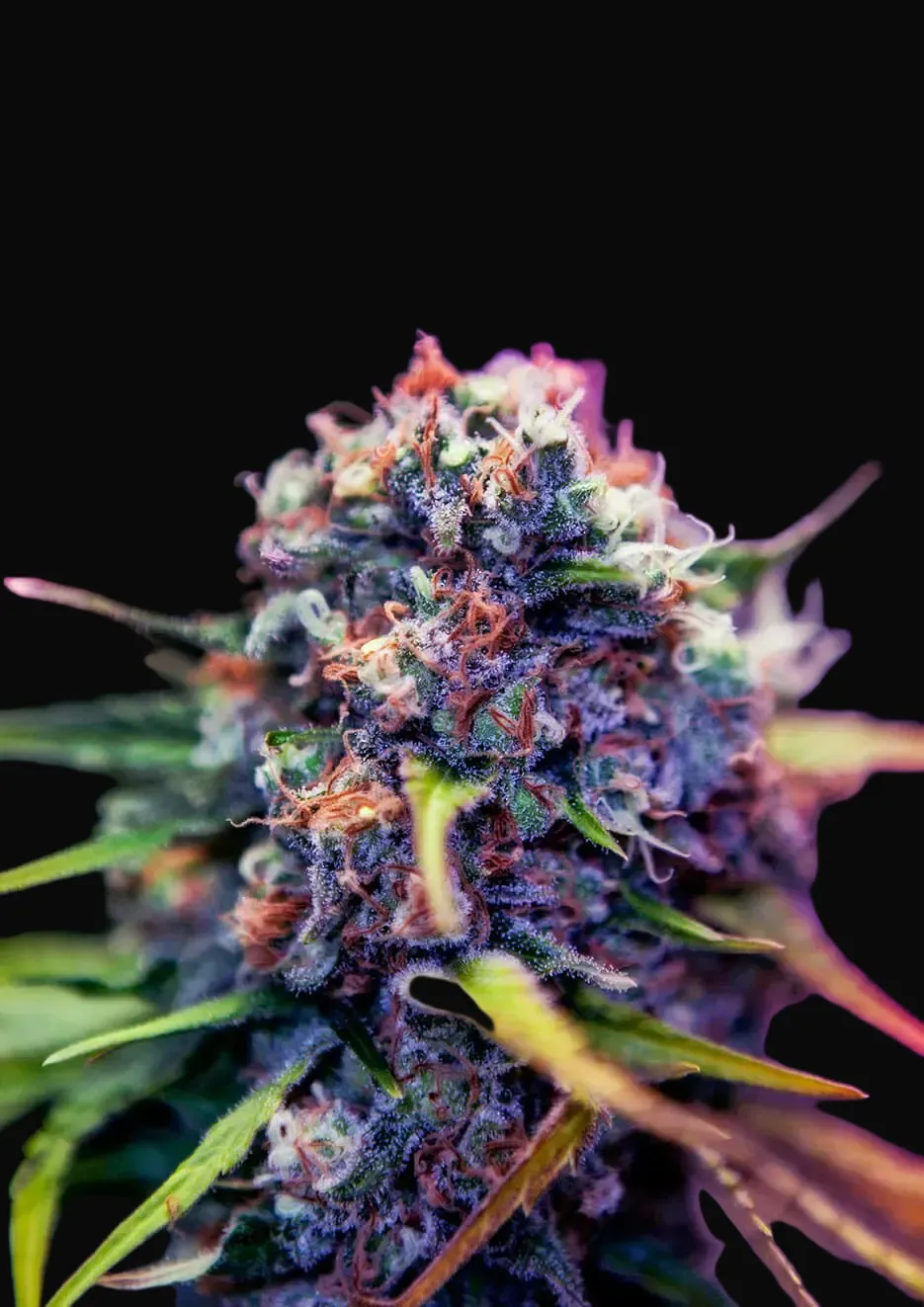 CBD + Black Widow