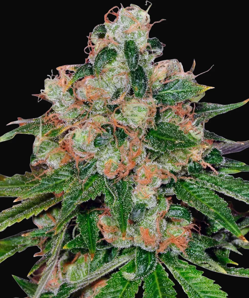 CBD Caramel - Regular