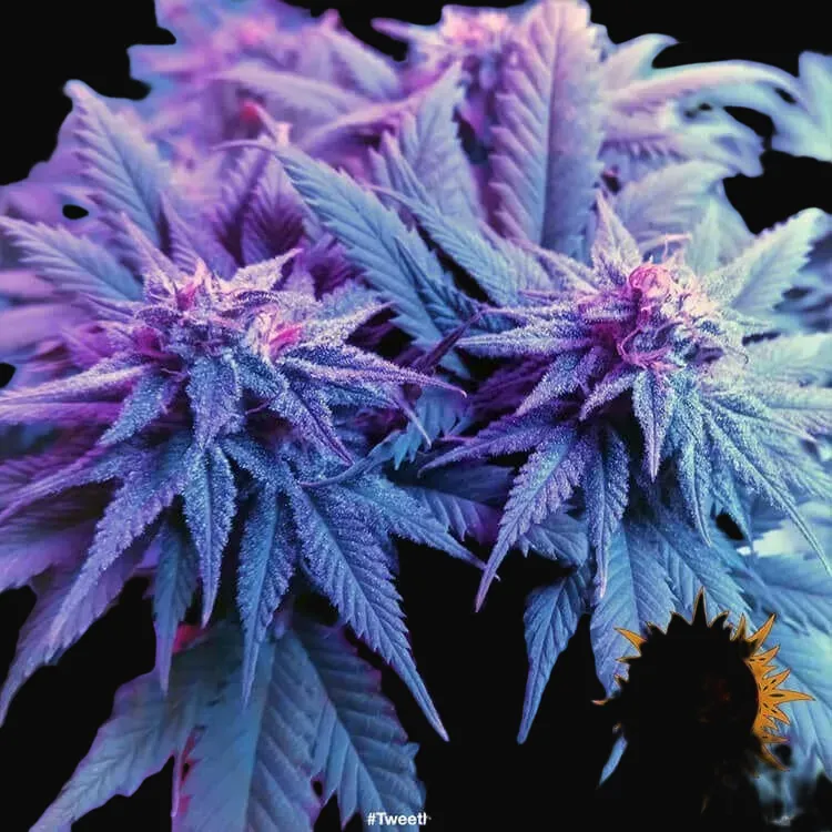 CBD Caramel - Regular