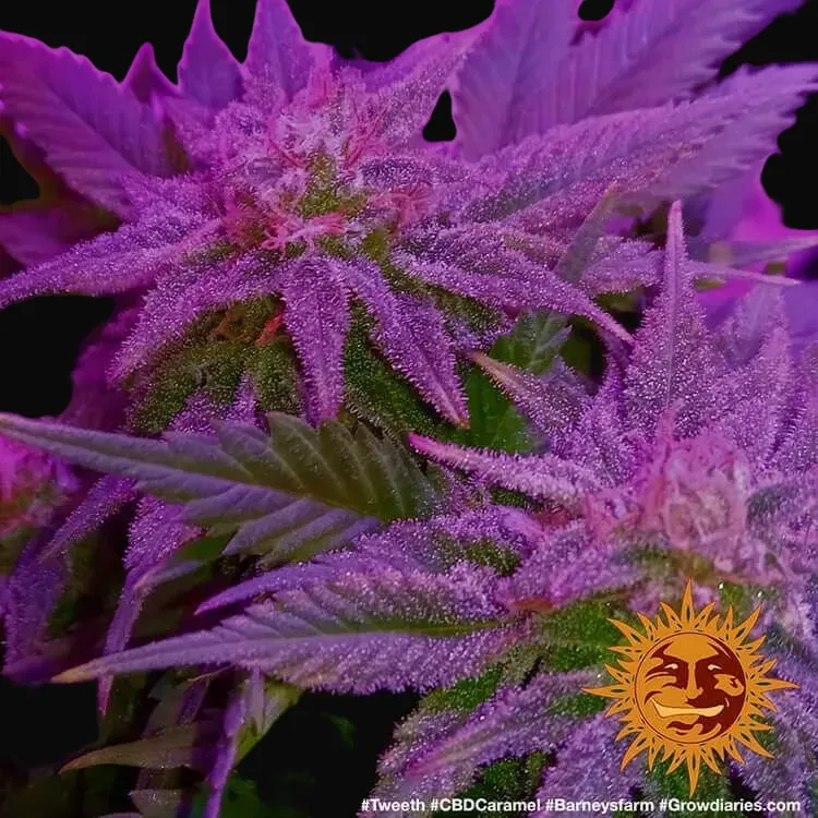 CBD Caramel - Regular