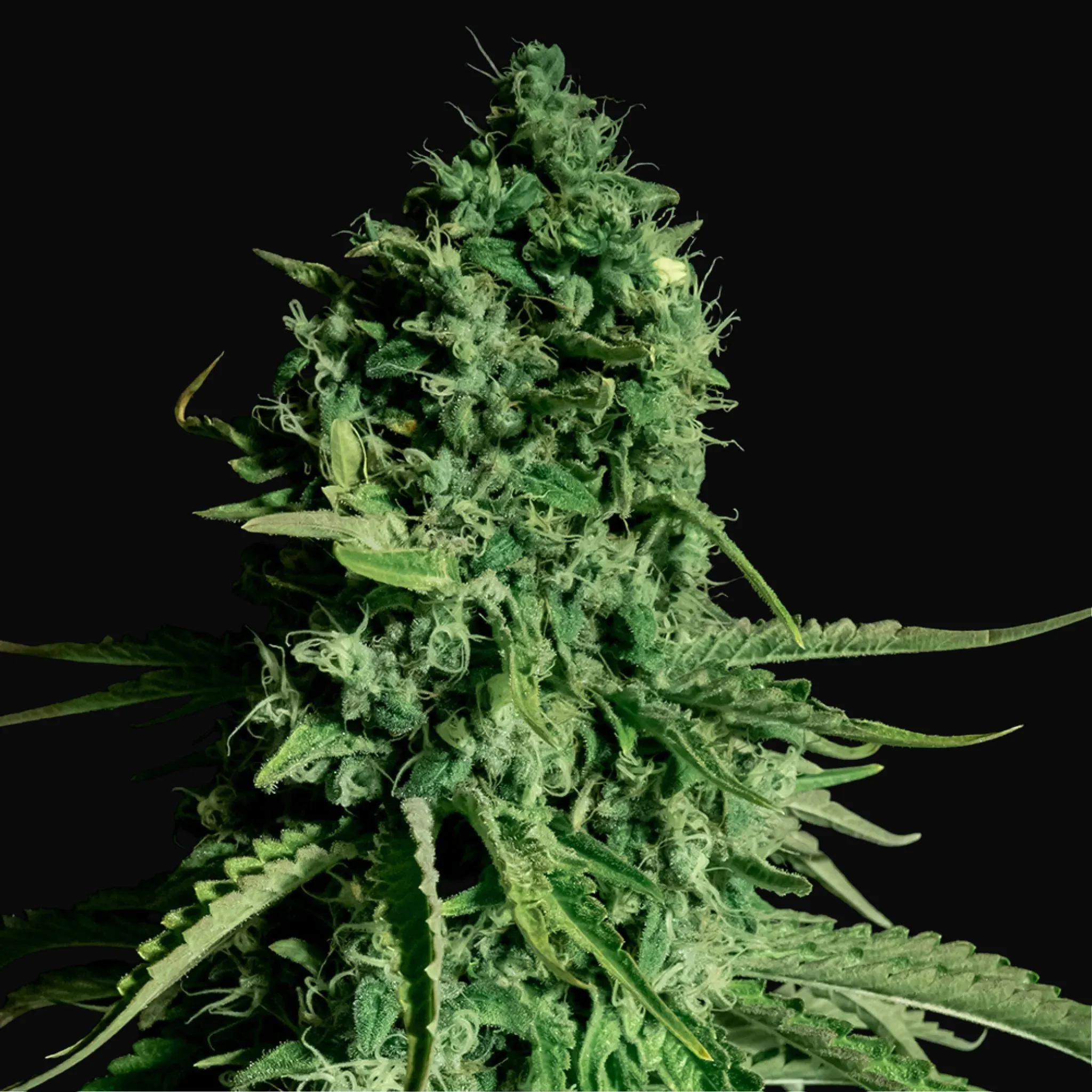 CBD Cheese