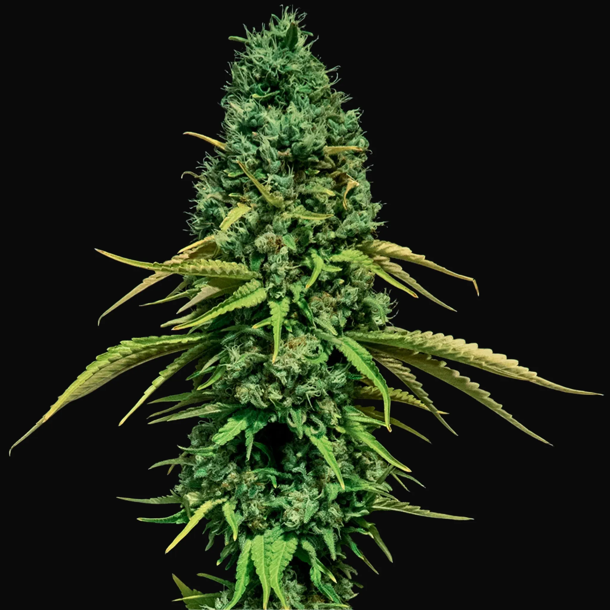 CBD Critical