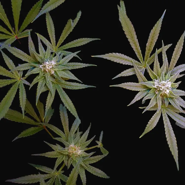 CBD Critical Cure