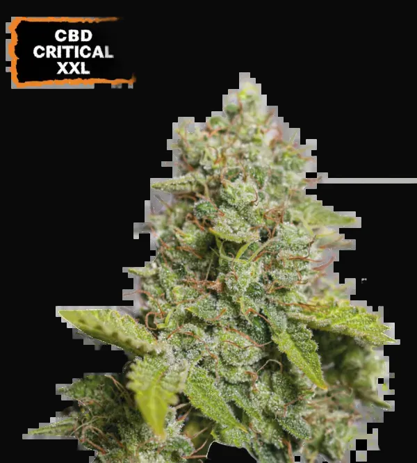 CBD Critical XXL Auto