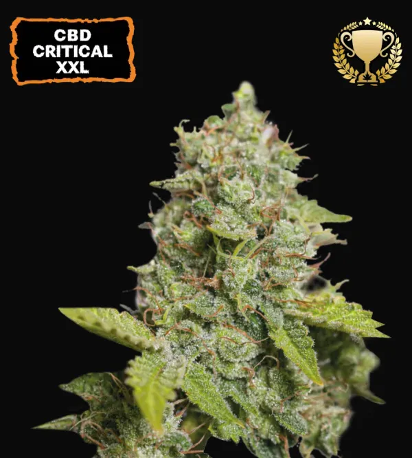 CBD Critical XXL Auto