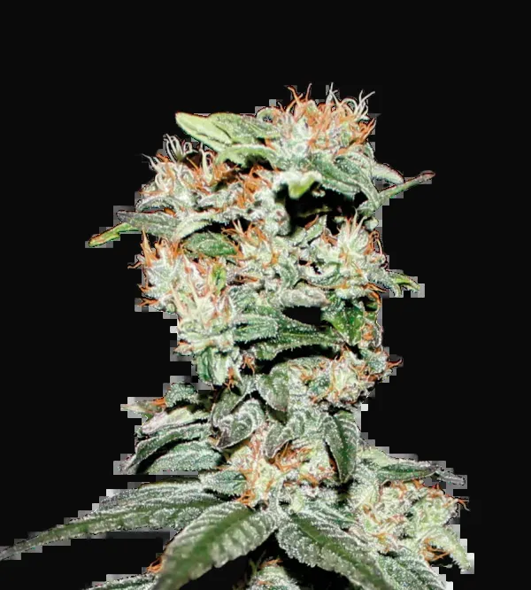 CBD Critical XXL