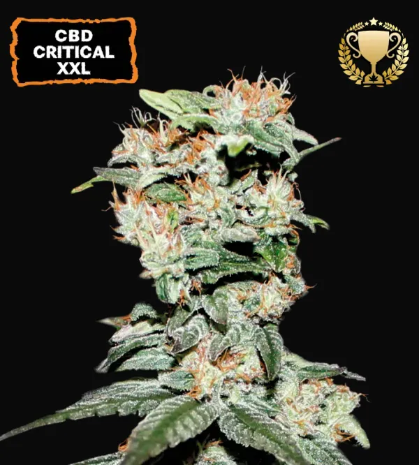 CBD Critical XXL