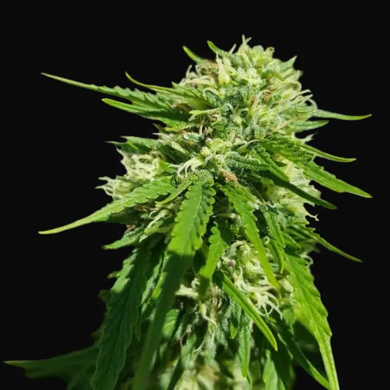 CBD Good Wild Shark