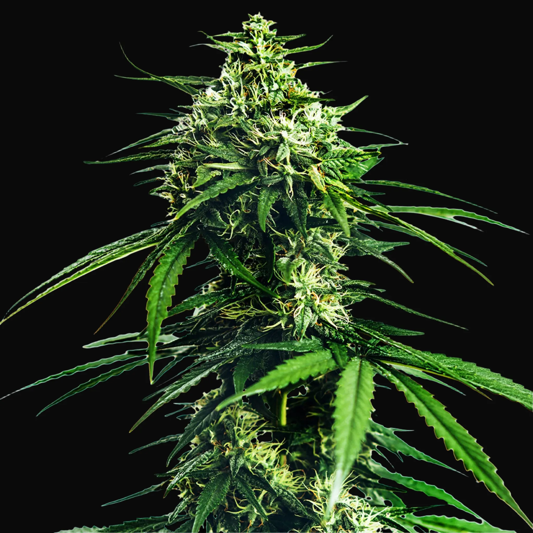 CBD Indica King