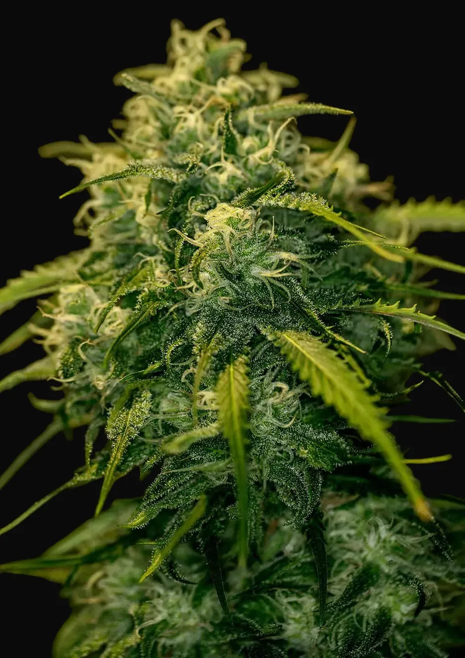 CBD + Jack Diesel