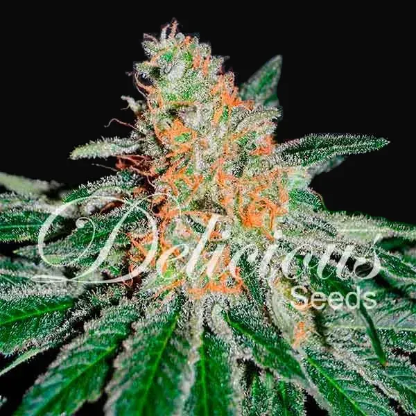 CBD Jam