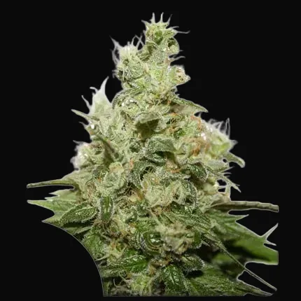 CBD Kush