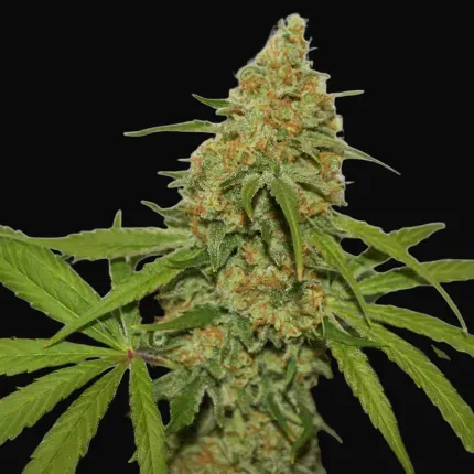 CBD Kush