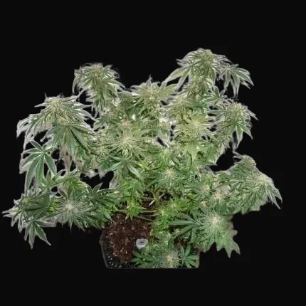 CBD Kush