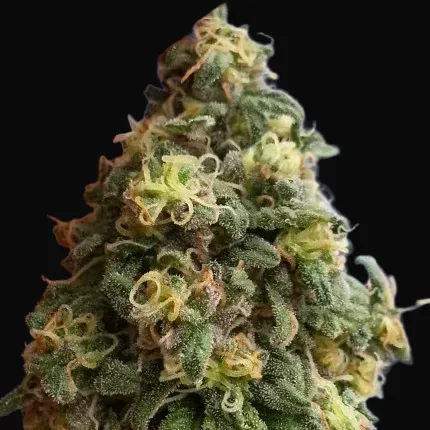 CBD Kush