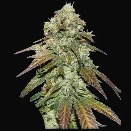 CBD Mazar