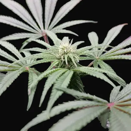CBD Mazar