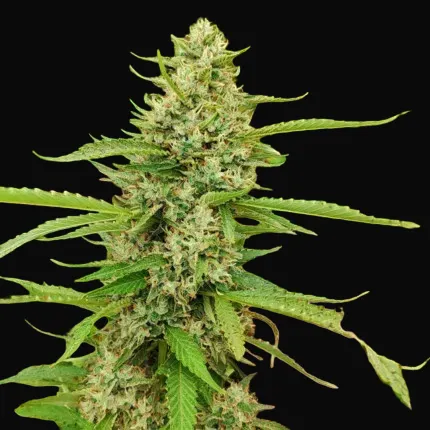 CBD Mazar