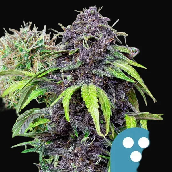 CBD Mix
