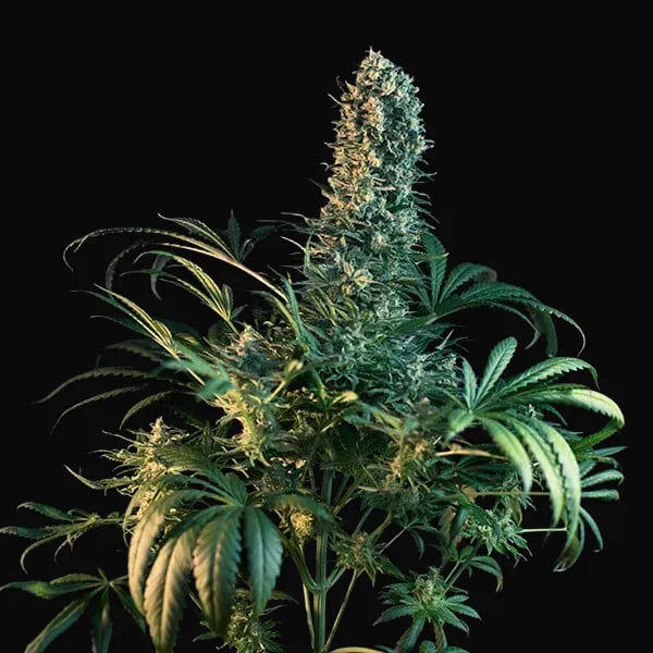 CBD Mix