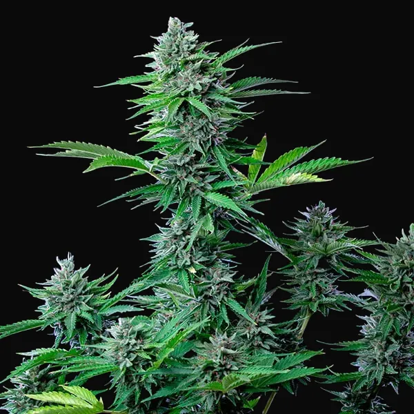 CBD Mix