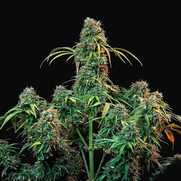 CBD Mix