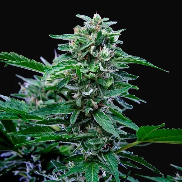 CBD Mix