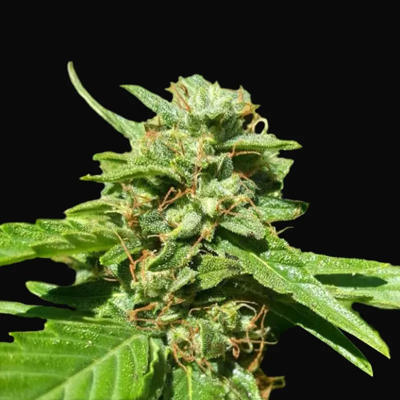 CBD Nepal Gold