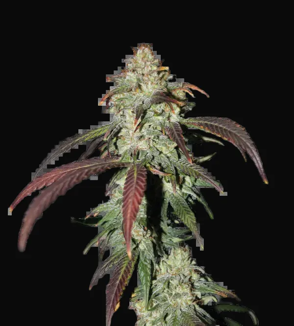 CBD Northern Lights