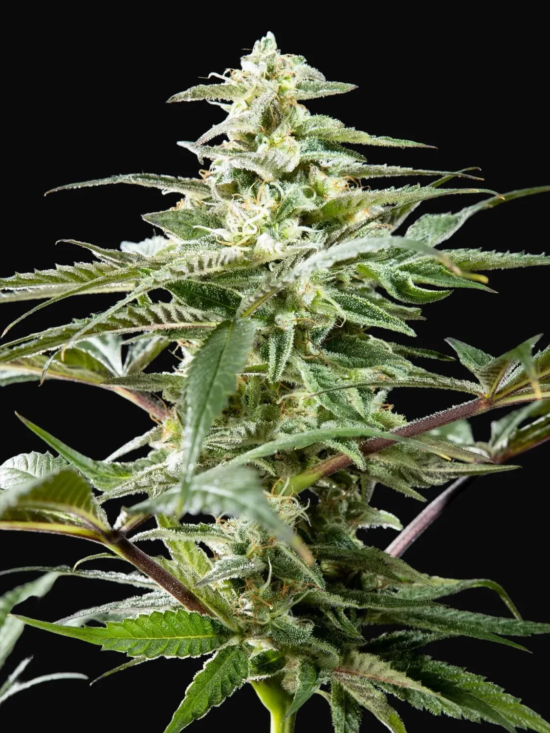 CBD Rich Candy