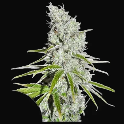 CBD Skunk Haze
