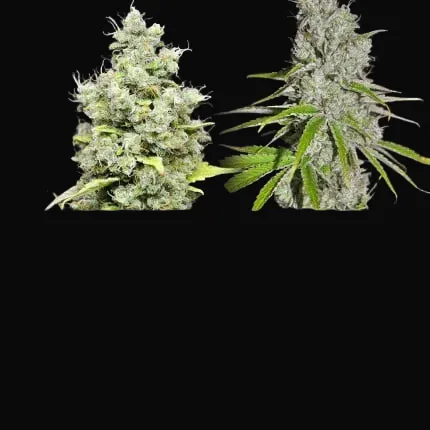 CBD Skunk Haze