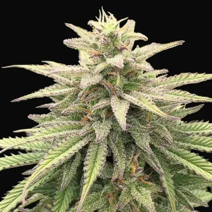 CBD Skunk Haze