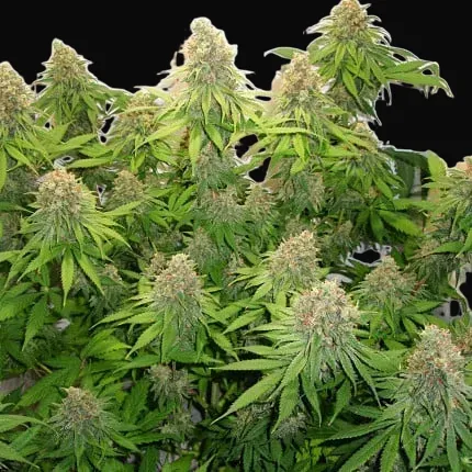 CBD Skunk Haze