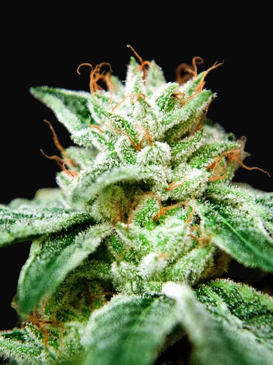 CBD Star