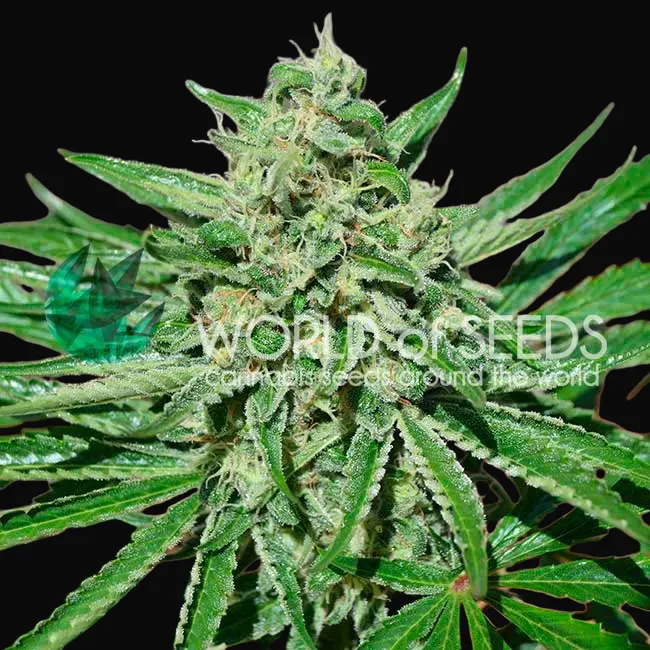 CBD Tonic