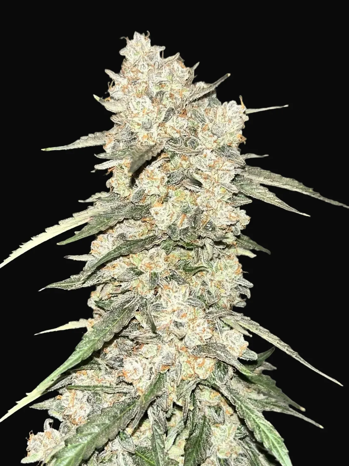 CBDip Dab Auto