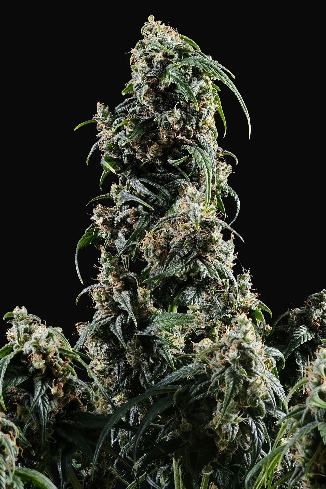 CBDV Auto