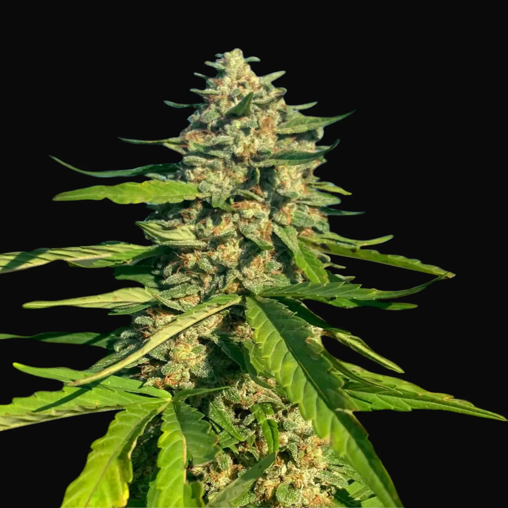 CBG Critical Mass