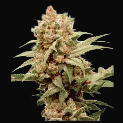 CBG-Force
