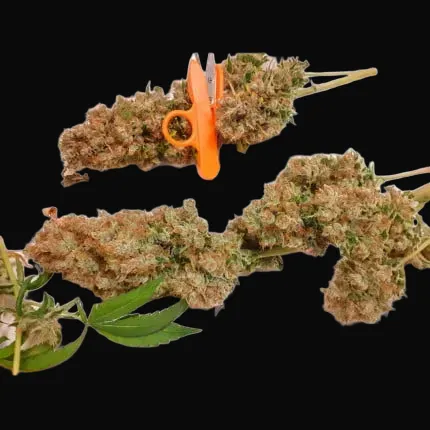 CBG-Force